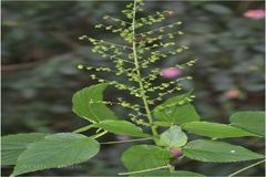 Acalypha paniculata